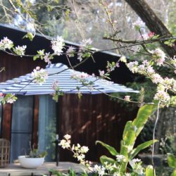 Tropical Gardens photo