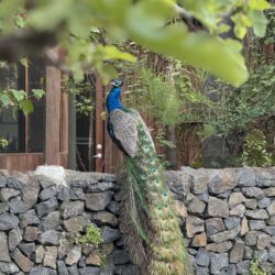 Tropical Gardens photo