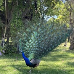 Tropical Gardens photo