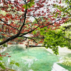 Tropical Gardens photo