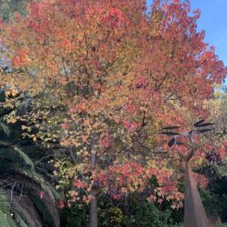 Tropical Gardens photo