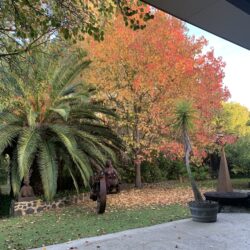 Tropical Gardens photo