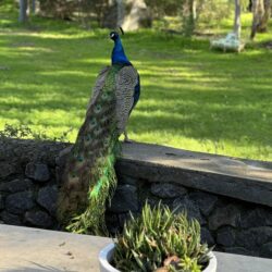 Tropical Gardens photo