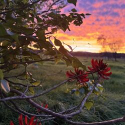 Tropical Gardens photo