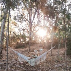 Tropical Gardens photo