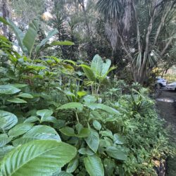 Tropical Gardens photo