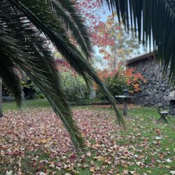 Tropical Gardens photo