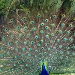 Tropical Gardens photo